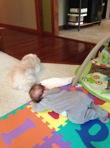 Dog: still boy's best friend