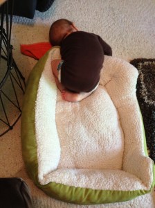 Lucas' favorite game is to chase after Molly.  she usually hides in her bed but now he's started kicking her out of her bed and using it for himself.  It appears that we over paid for our crib if a dog bed would have done the trick